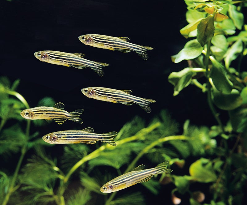 Zebrafish in water. 